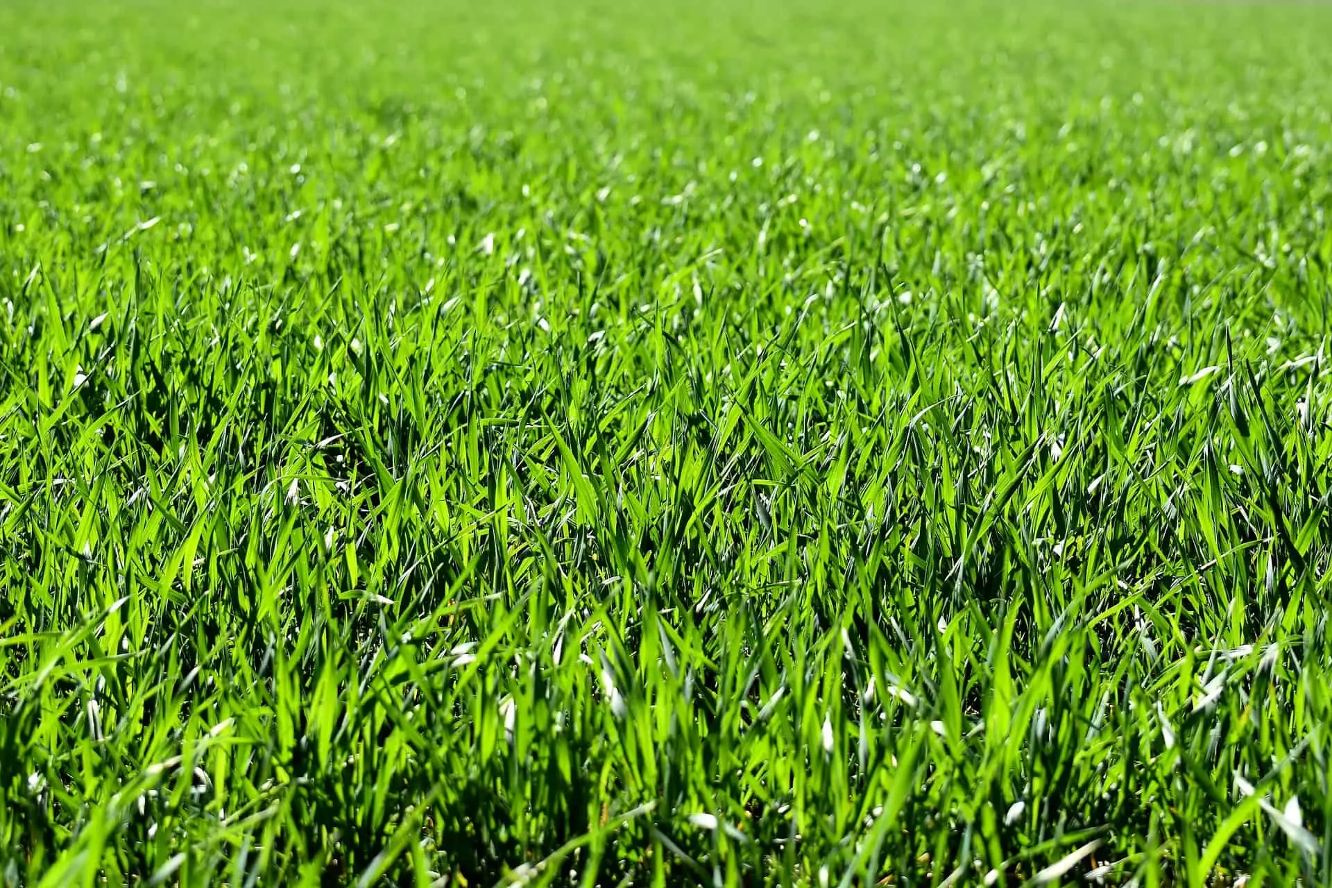 Erba che non cresce in giardino: cause comuni e soluzioni per un prato verde e sano