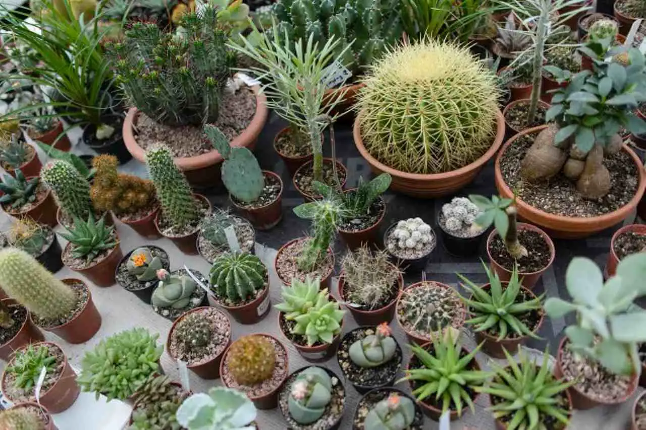 Piante grasse a crescita rapida: quale scegliere per una casa più verde e facile da curare?