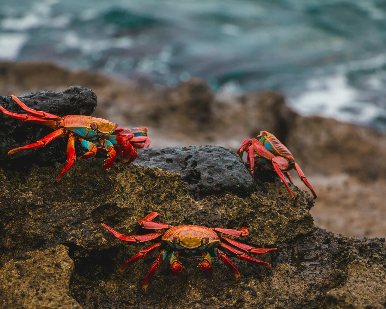 Il segreto della respirazione dei granchi: come questi affascinanti animali si adattano tra terra e mare