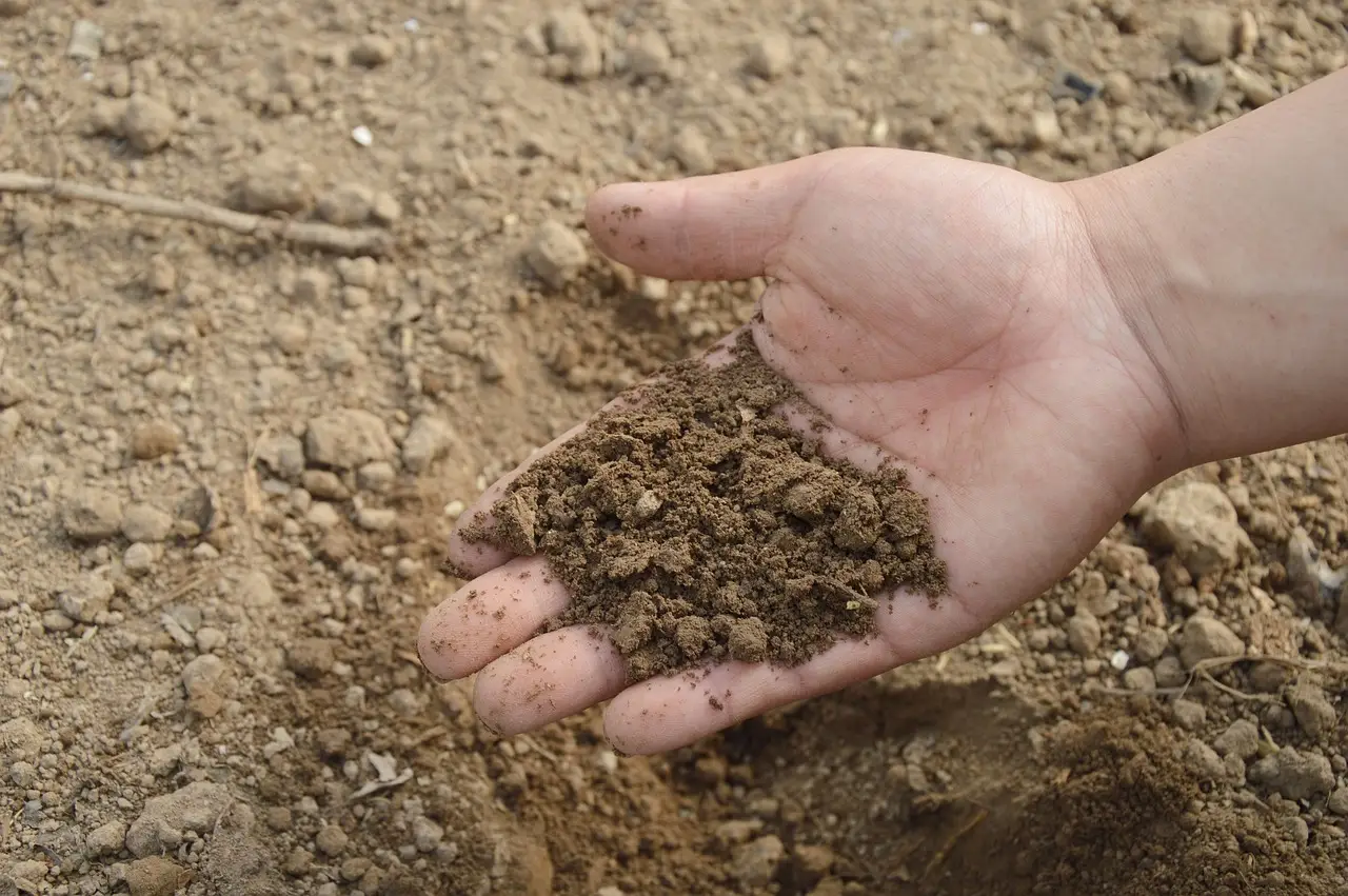 Argilla espansa per le piante: tutti i segreti di un materiale naturale per coltivare meglio in casa e in giardino