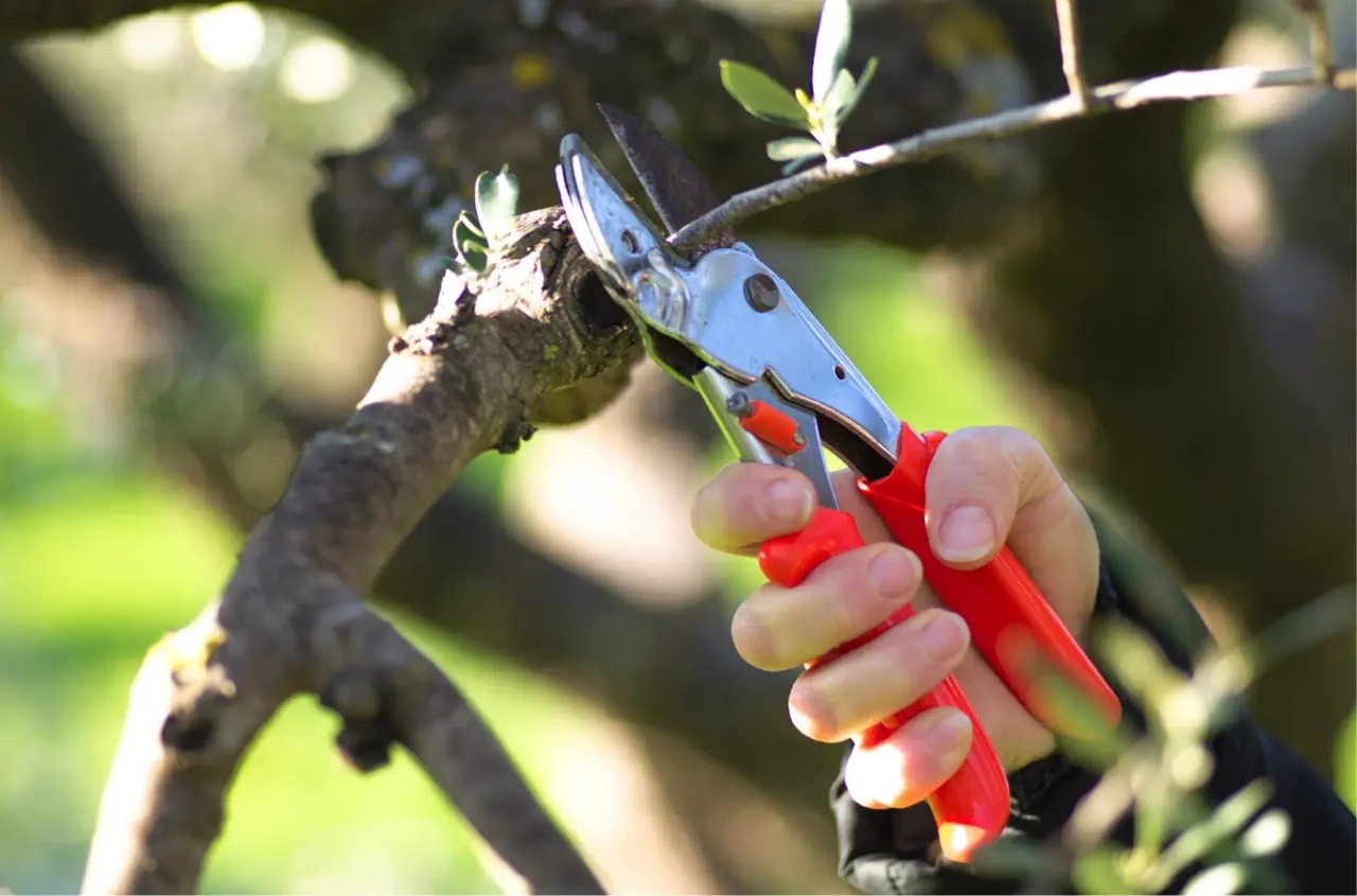 Gli attrezzi indispensabili per la potatura: come scegliere e utilizzare gli strumenti giusti per un giardino sano