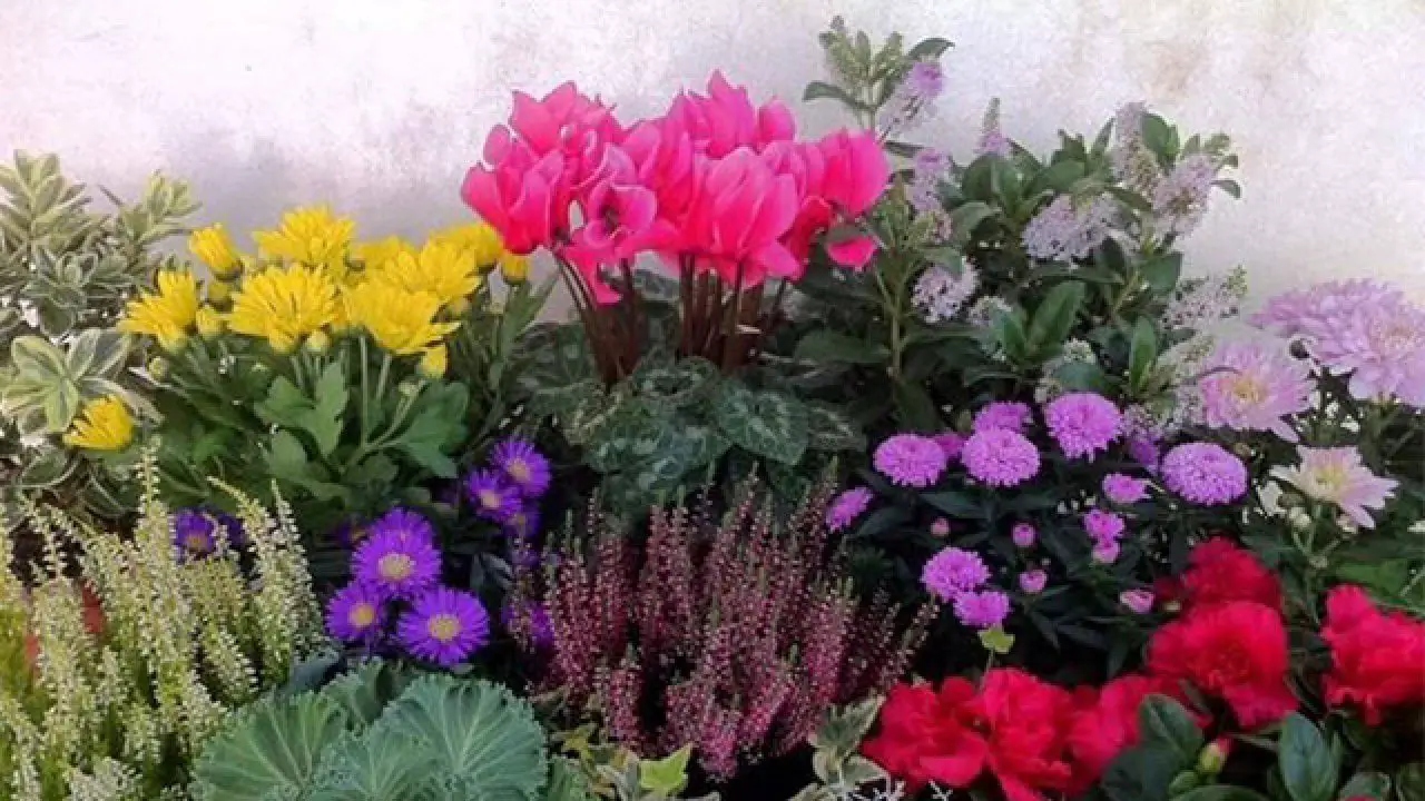 Fiori di giugno: quali sbocciano e perché sono così importanti per la biodiversità