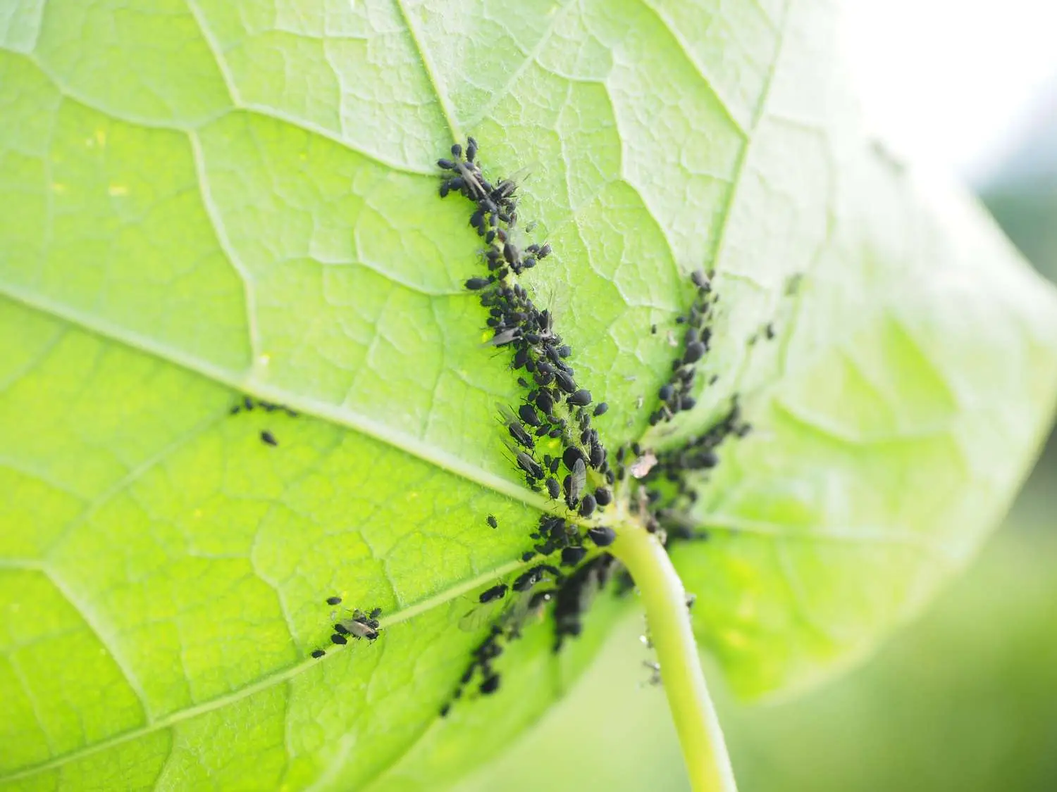 Gli acari delle piante: quali sono, come riconoscerli e perché possono rovinare il tuo giardino