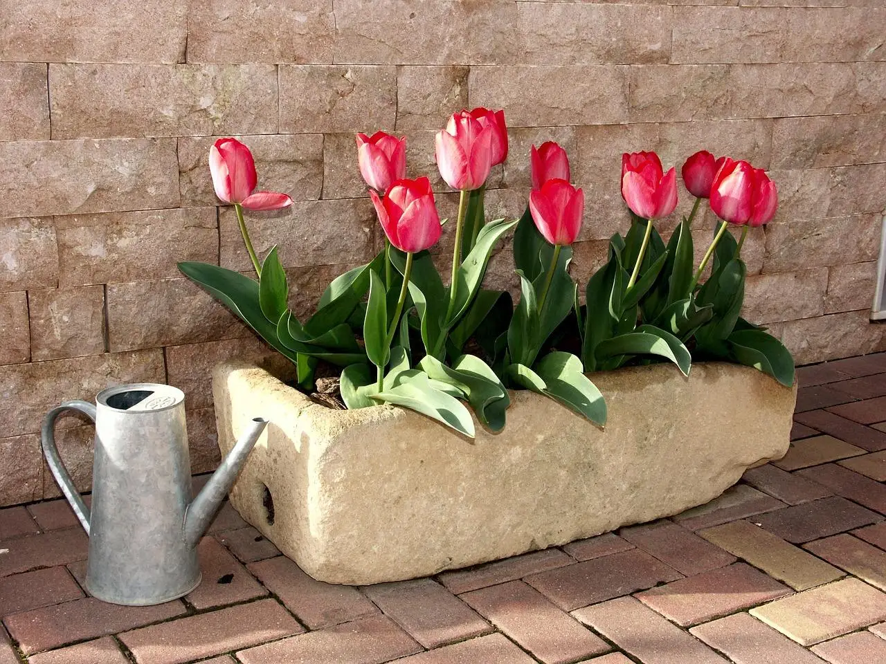 Fiori eleganti: quali scegliere per donare classe agli ambienti e alle occasioni speciali?