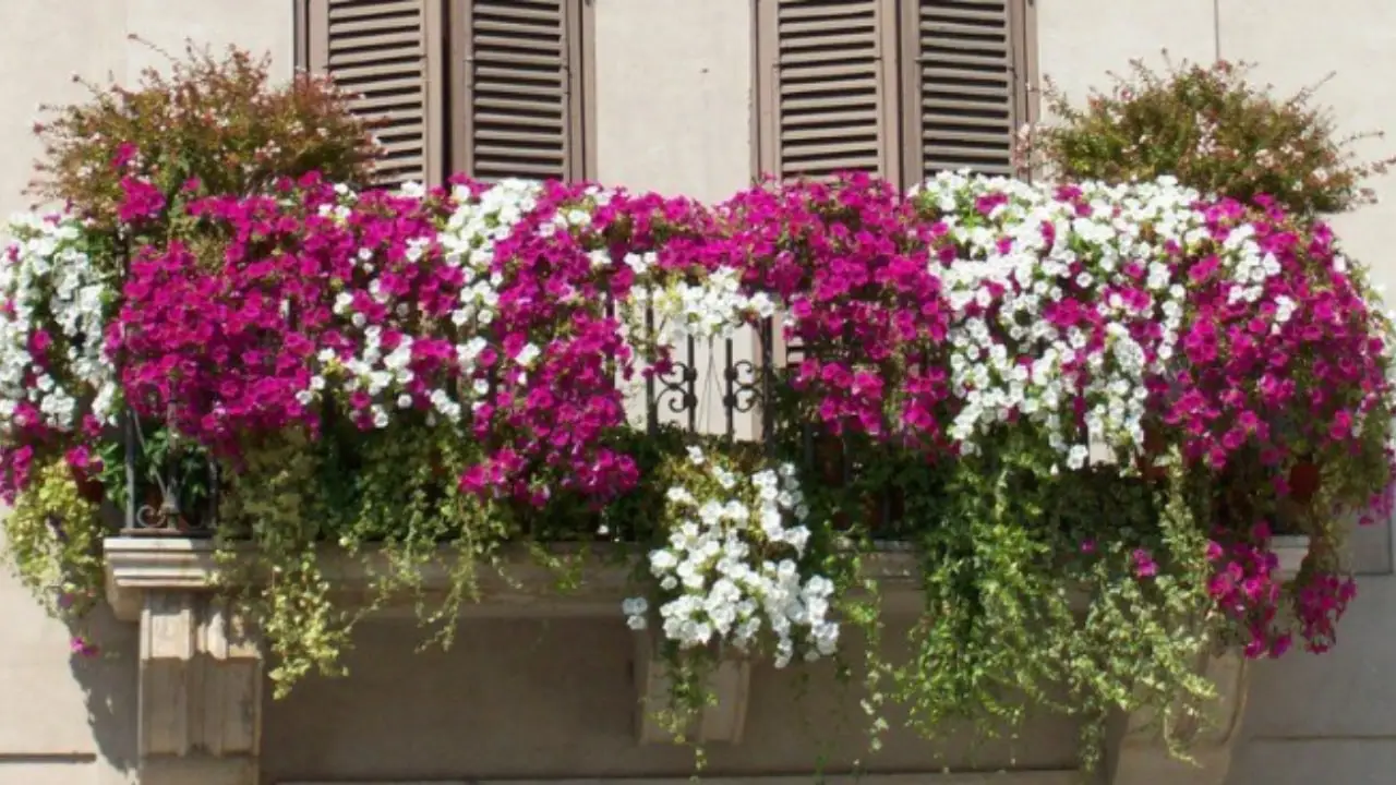 Le piante da balcone che migliorano la qualità dell’aria nei centri urbani