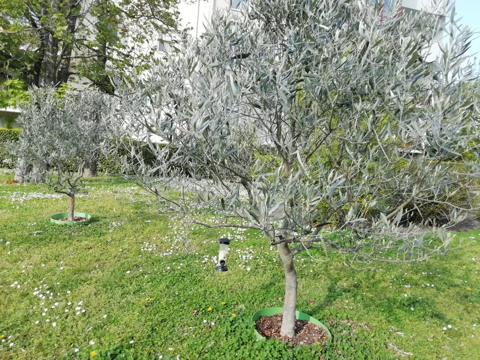 Gli alberi che respingono insetti e rendono sicuro il tuo giardino per i bambini