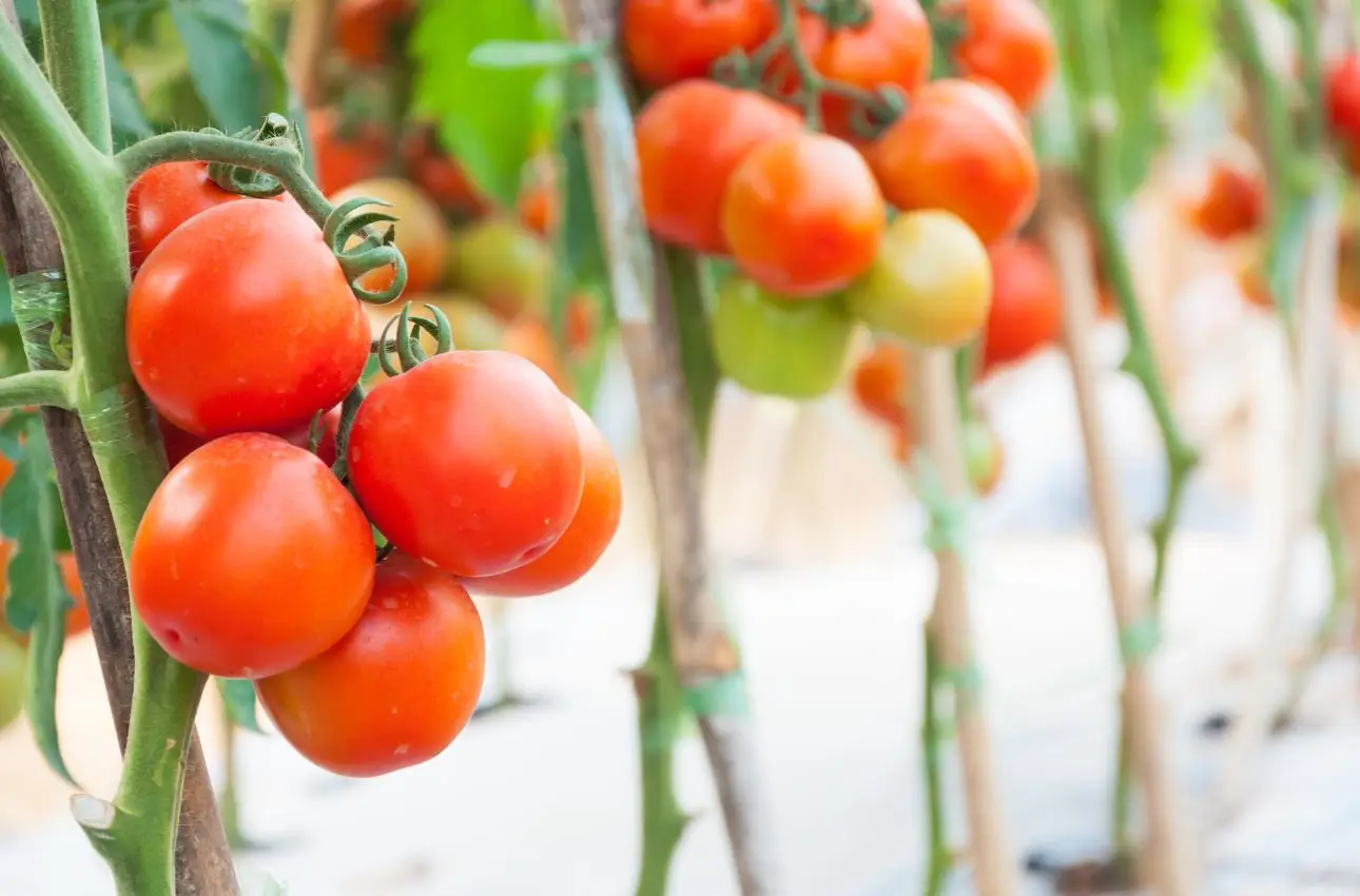 Virus del mosaico del pomodoro: come proteggere le coltivazioni e prevenire le malattie delle piante orticole