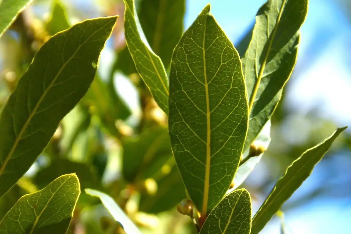 Profumare la casa in modo naturale: tutti i benefici e i segreti dell’alloro per un ambiente fresco e accogliente