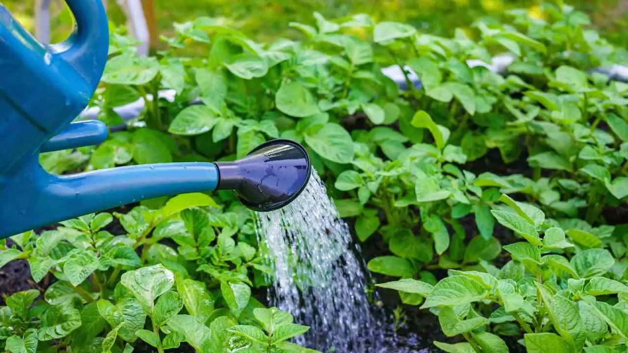 Quando e come annaffiare le piante: i segreti per avere un balcone o un giardino rigoglioso