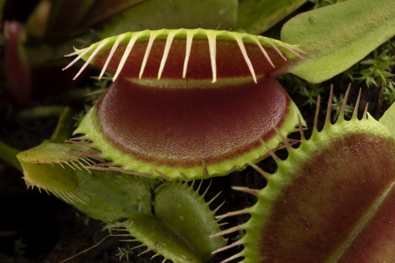 Le piante più velenose del mondo: scopri quali sono e come riconoscerle