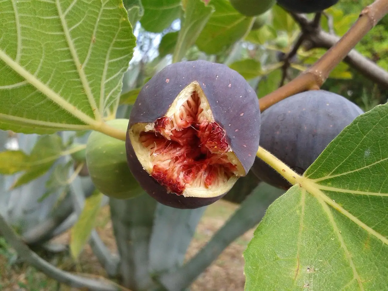 Frutto estivo: ecco quello meno calorico e perfetto per dimagrire