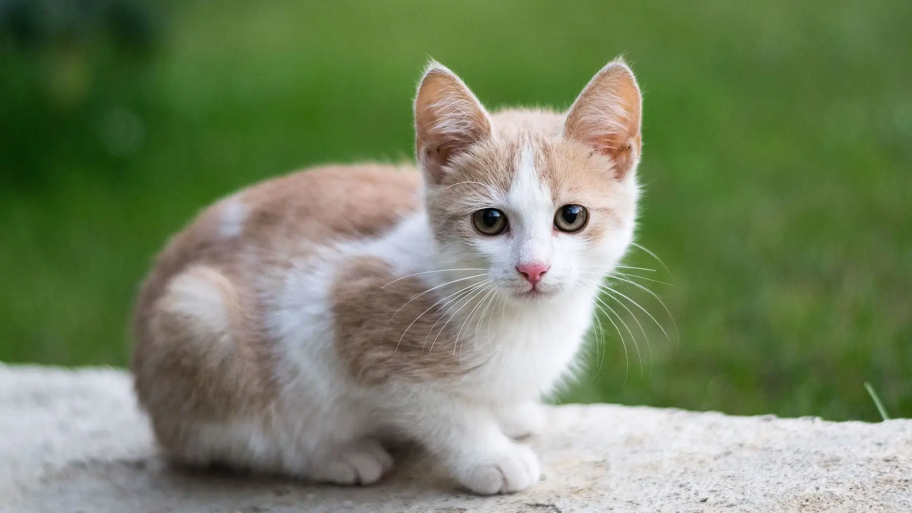 Perché dovresti usare un repellente per gatti anche se non hai un giardino?