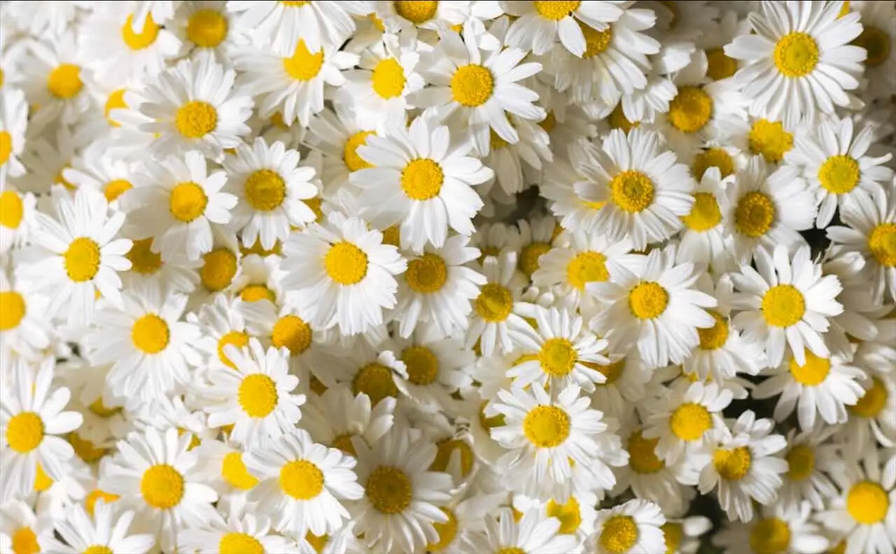 Il segreto per margherite piene di fiori: ecco dove piantarle per una fioritura da sogno