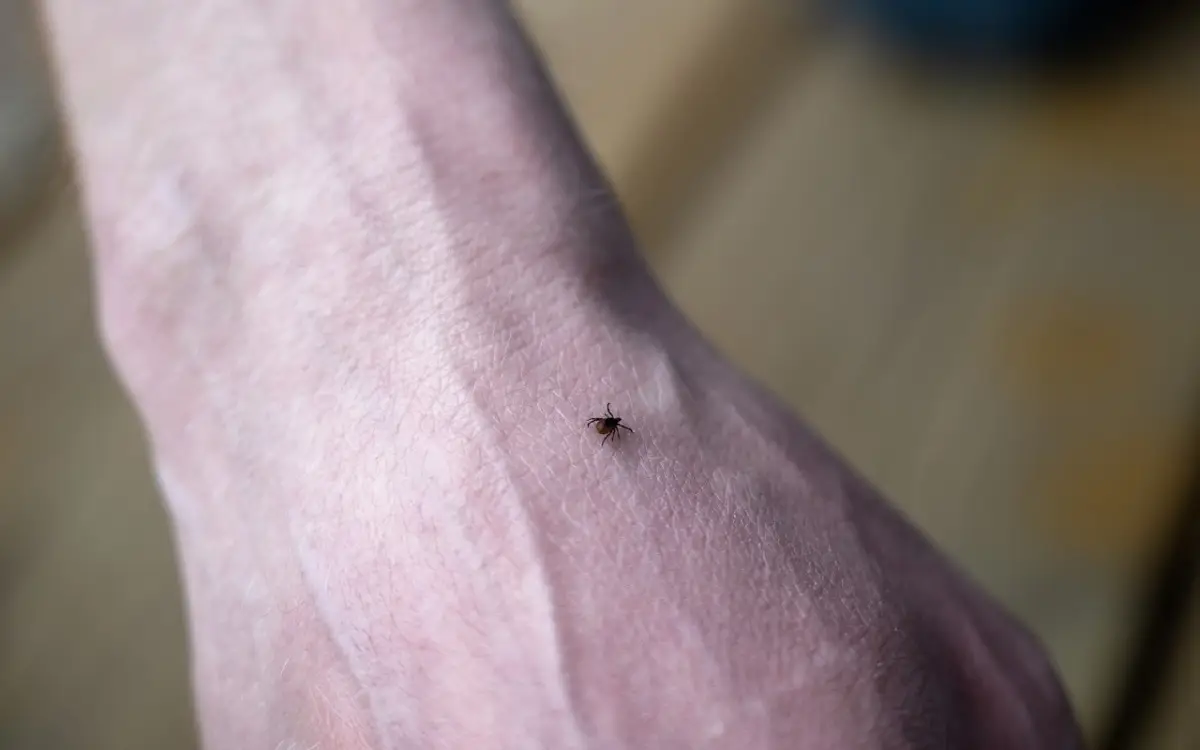 Insetti neri piccoli che saltano: scopri perché compaiono sul balcone e come eliminarli in sicurezza